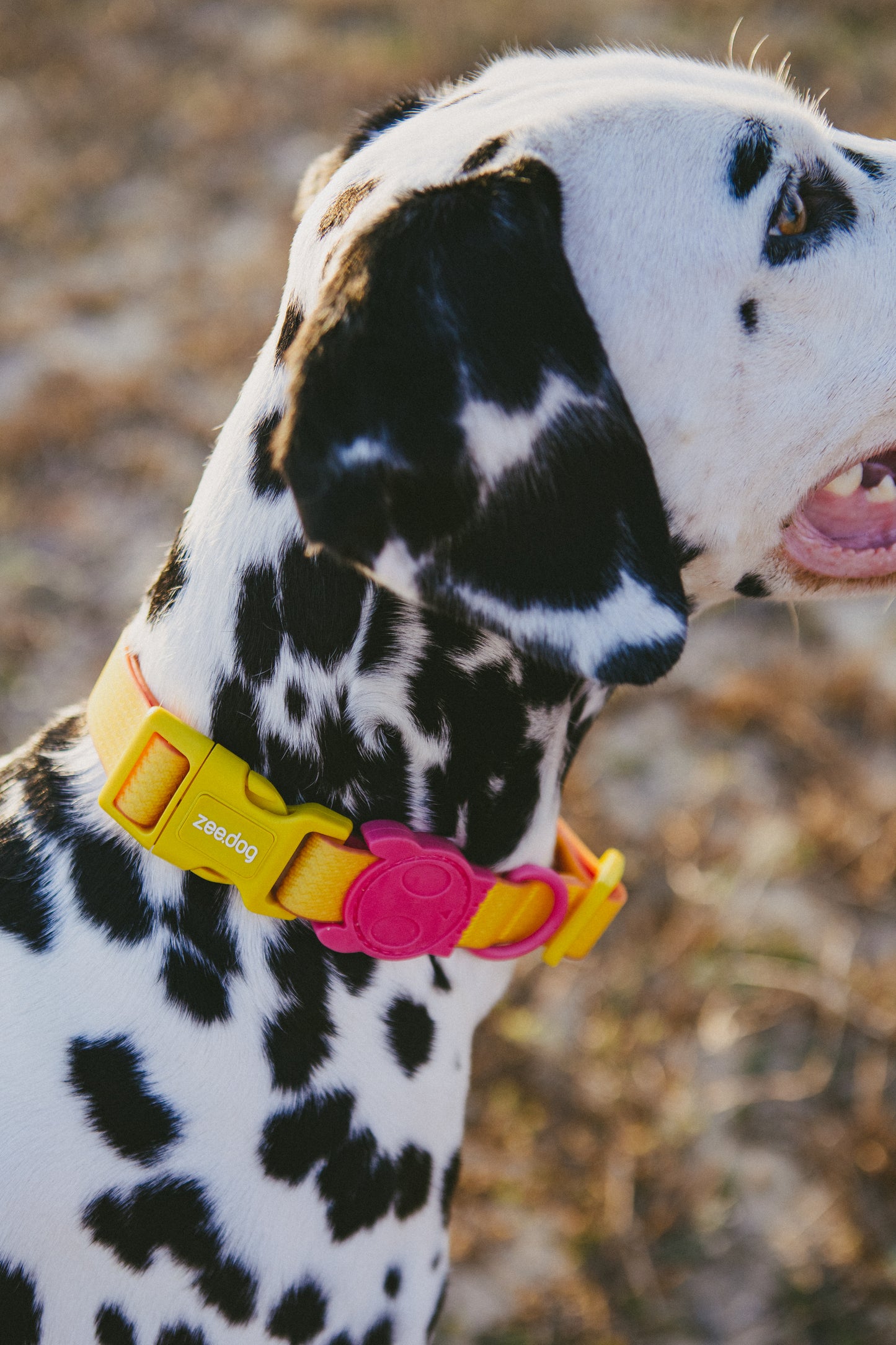 Collar Neopro Lyra