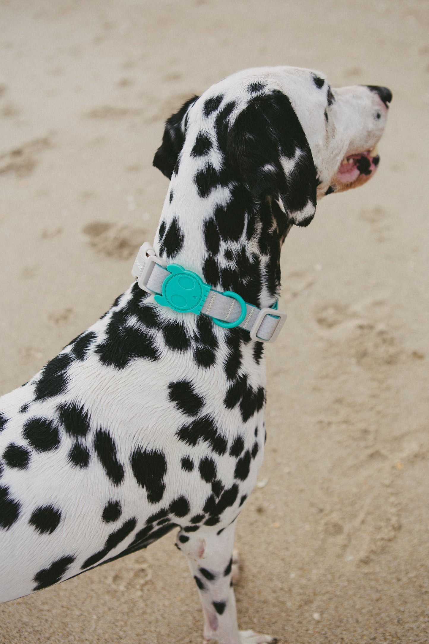 Collar Neopro Tidal