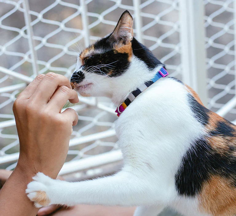 Collar Prisma (Gato)