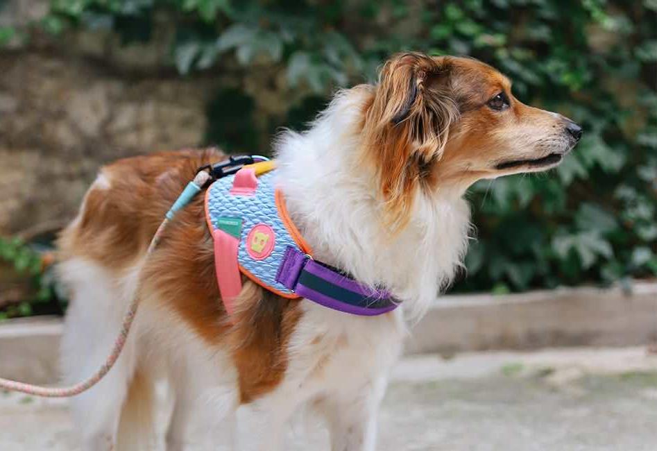 Flyharness Galaxy