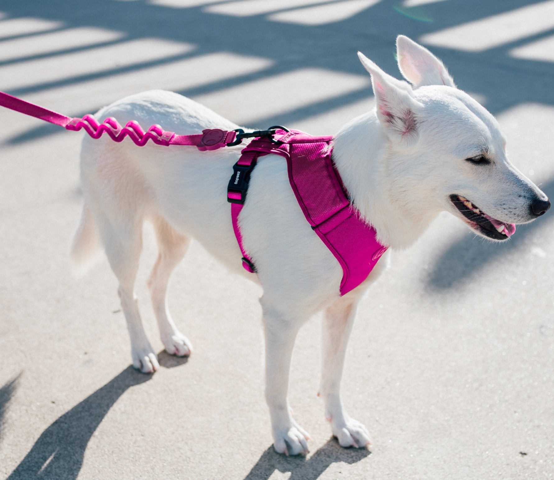 Correa Ruff - Pink Led – Ding Dog Pets