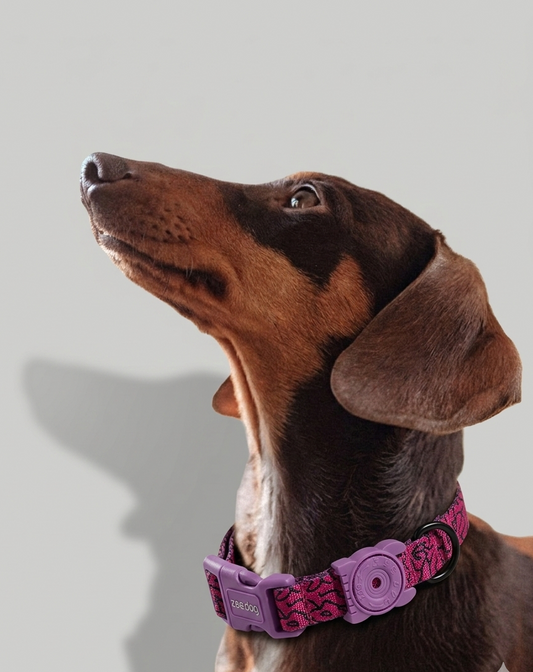 Collar Brain