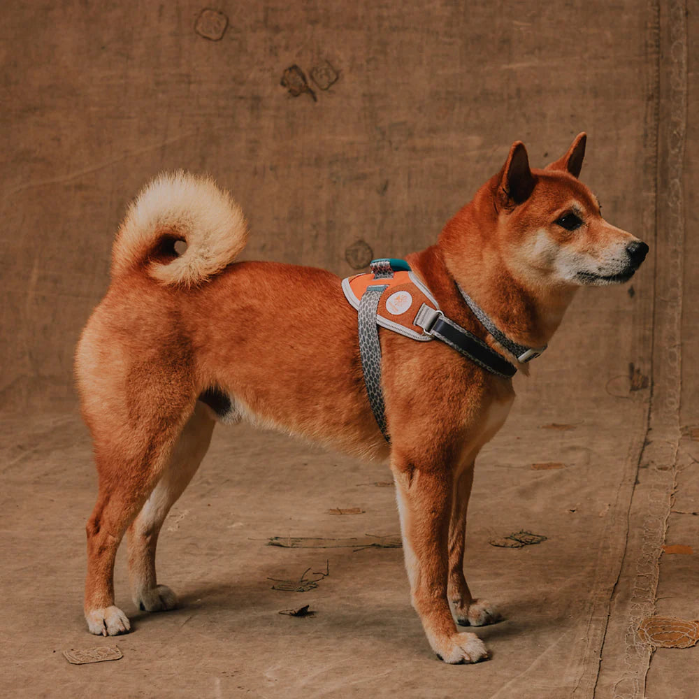 Flyharness Suede (Rebook)