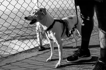 Arnés en H - Gotham